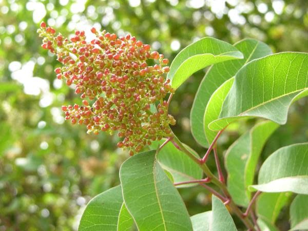 Laurel Sumac flower